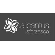 Calicantus
